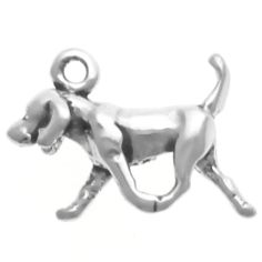 American Fox Hound, Sm