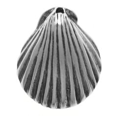 Sea Shell
