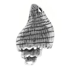 Sea Shell